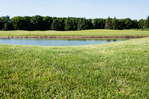 Selective Focus Green Grass Pond Park Summertime — Stock Photo, Image