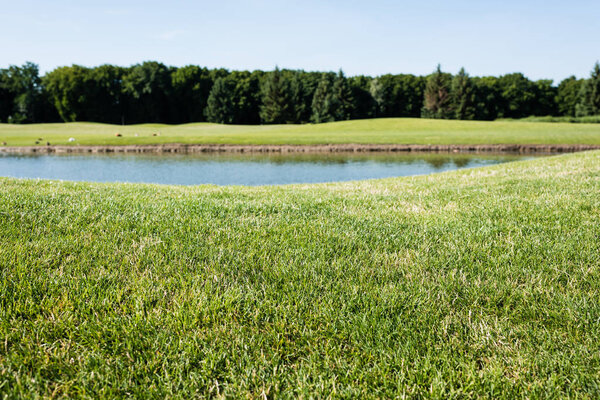 selective focus of green grass near pond in park in summertime 