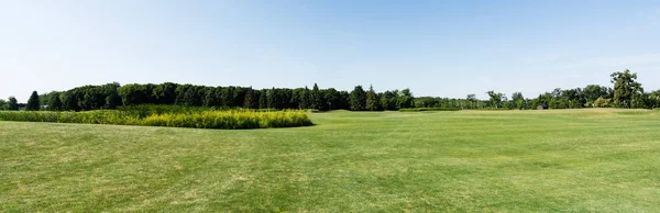 Vue Panoramique Ciel Bleu Dans Parc Vert Avec Des Arbres — Photo