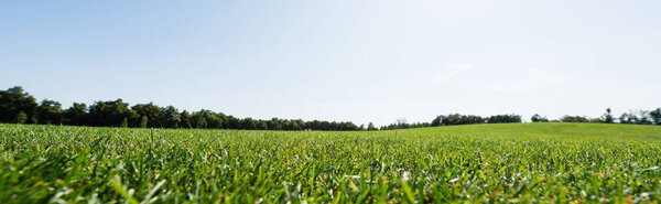 панорамный снимок зеленой травы возле деревьев на фоне неба в парке
 