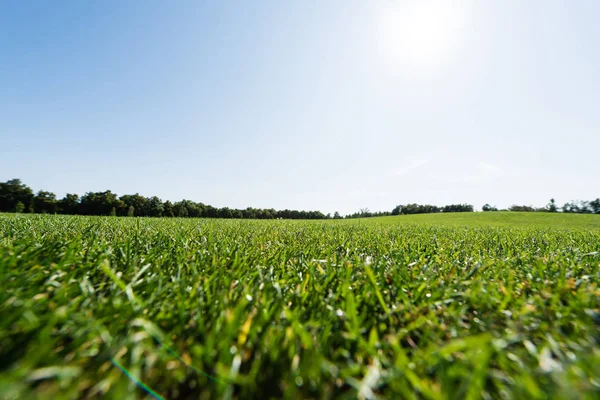 公園の空に対して緑の木の近くの草の選択的な焦点 — ストック写真