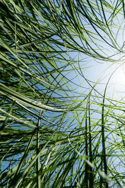 Вибірковий Фокус Зеленої Свіжої Трави Парку — стокове фото