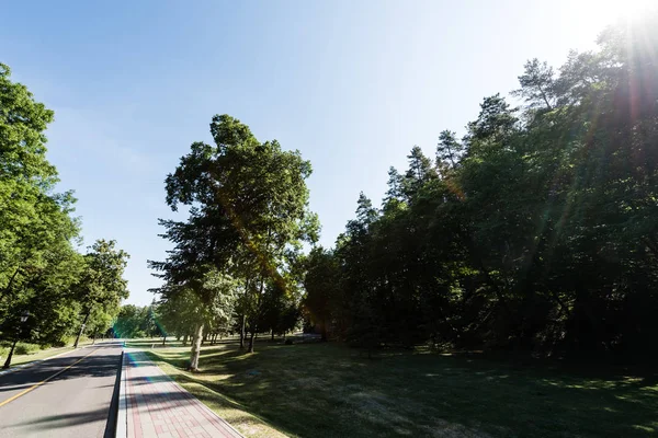 青空に対して道路の近くに葉を持つ緑の木 — ストック写真