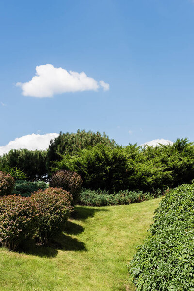 green bushes on grass near plants and trees in summer