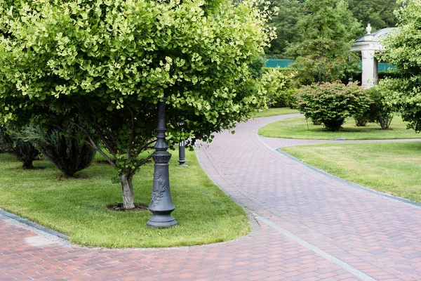 公園の歩道近くの木々に緑の新鮮な葉 — ストック写真