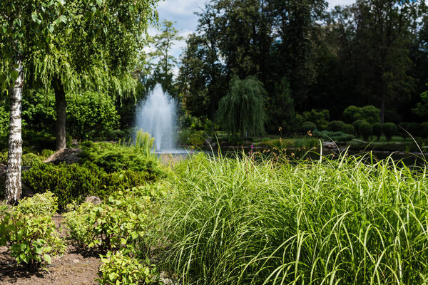 selective focus of green grass and plants near pond with fountain 