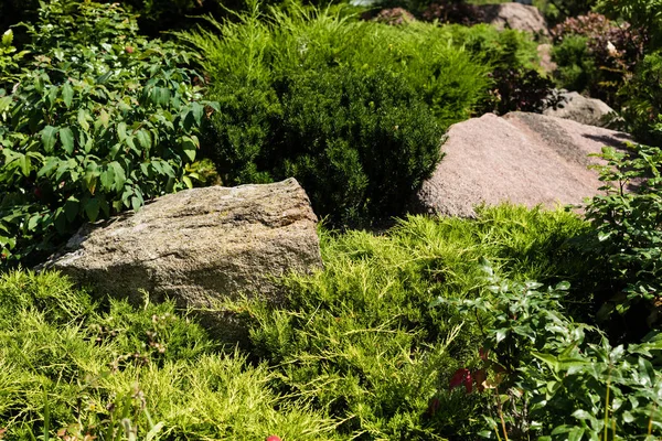 绿色针叶植物和灌木与叶子附近的石头 — 图库照片