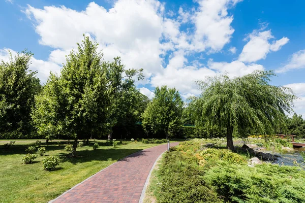 Kleine Büsche Auf Grünem Gras Der Nähe Von Bäumen Und — Stockfoto