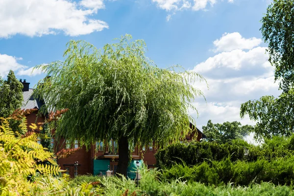 Selectieve Focus Van Huis Nabij Groene Bomen Met Bladeren Tegen — Stockfoto