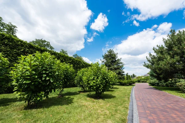 Groene Bomen Gras Nabij Pad Tegen Blauwe Hemel Wolken — Stockfoto