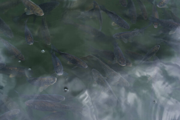 dark fishes swimming in pond with bubbles in summertime 