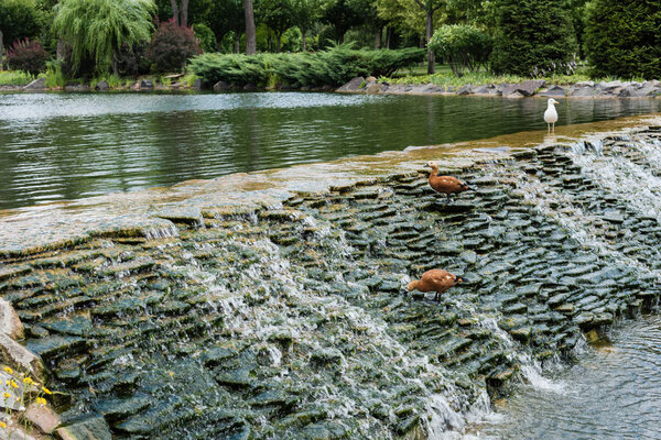 selective focus of gulls standing on stones in river with flowing water 