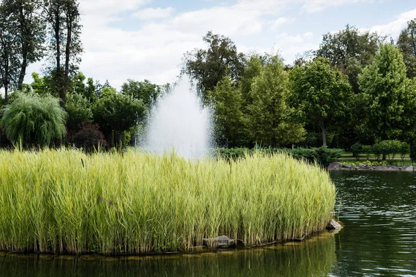 Estanque Con Fuente Cerca Arbustos Plantas Árboles Parque — Foto de Stock