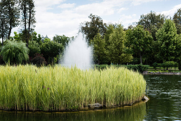 pond with fountain near bushes, plants and trees in park 