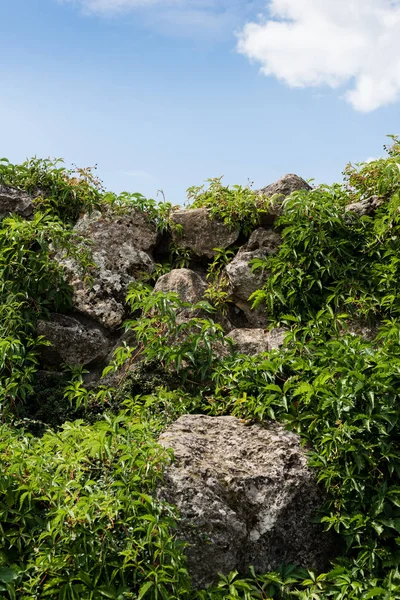 Зелене Свіже Листя Рослинах Біля Каменів Фоні Блакитного Неба — стокове фото