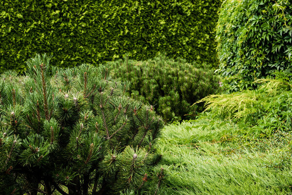 selective focus of green conifer plants with needles 