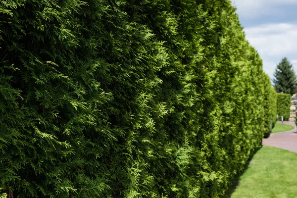 Iğneler Ile Yeşil Köknar Ağaçları Üzerinde Güneş Seçici Odak — Stok fotoğraf