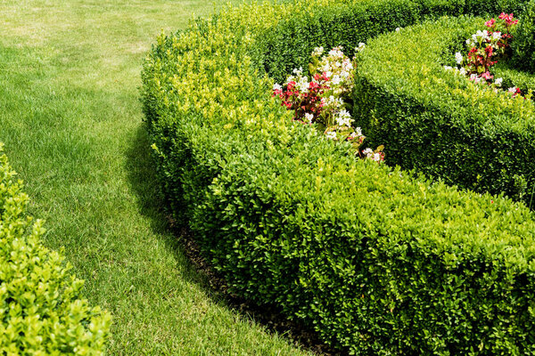 selective focus of green leaves on bushes in summer park 