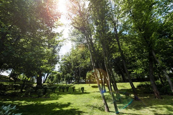 sunshine on green grass, trees and bushes in park 