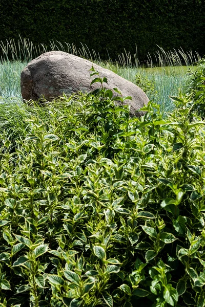 Enfoque Selectivo Las Hojas Verdes Arbusto Cerca Piedra Hierba — Foto de Stock