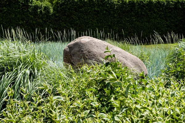 Selectieve Focus Van Rock Groen Gras Buurt Van Bush Park — Stockfoto