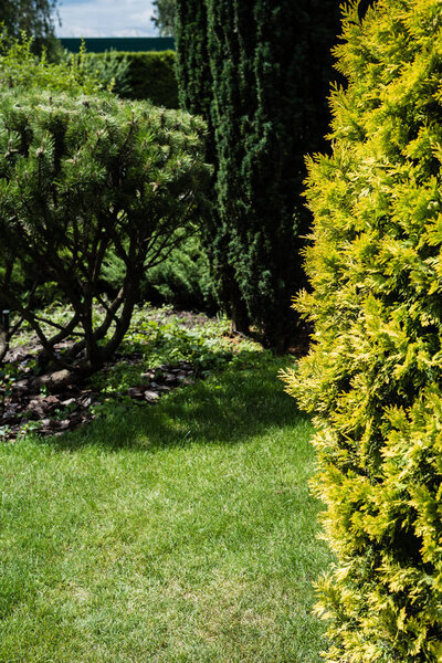 selective focus of needles on pine tree near bush on grass 