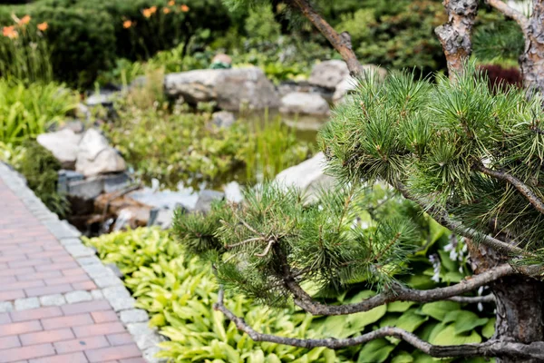 Selective Focus Green Pine Tree Walkway Park — Stock Photo, Image