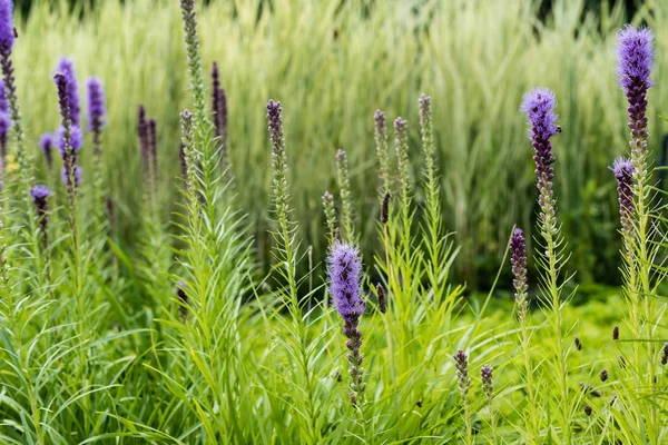 selective focus of blooming purple lupines in green grass 