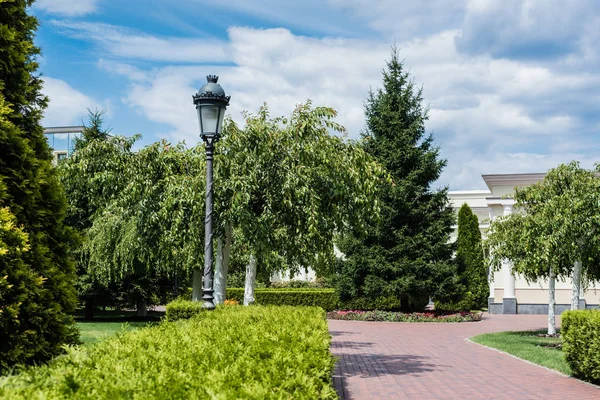 Szelektív Középpontban Utcai Lámpák Közelében Bokrok Zöld Fák Park — Stock Fotó