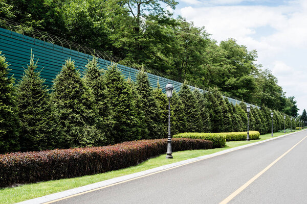 yellow line on road near green trees with leaves in summer 