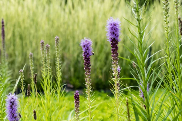 Enfoque Selectivo Floración Púrpura Lupinos Verano — Foto de Stock