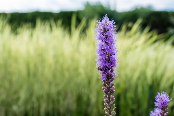selective focus of blooming purple lupines in summertime 
