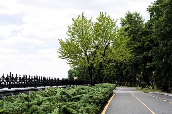  path with yellow line near trees with green fresh leaves 