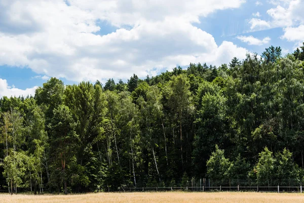 Parco Estivo Con Alberi Verdi Cespugli Sull Erba — Foto Stock