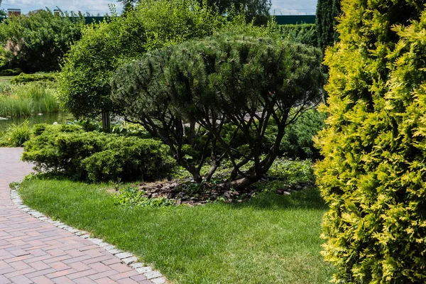 Selective focus of fir trees with green needles on grass on park — Stock Image Selective Focus Fir Trees Green Needles Grass Park Stock Picture