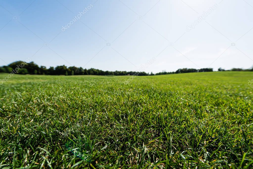 selective focus of green grass near trees against sky in park 
