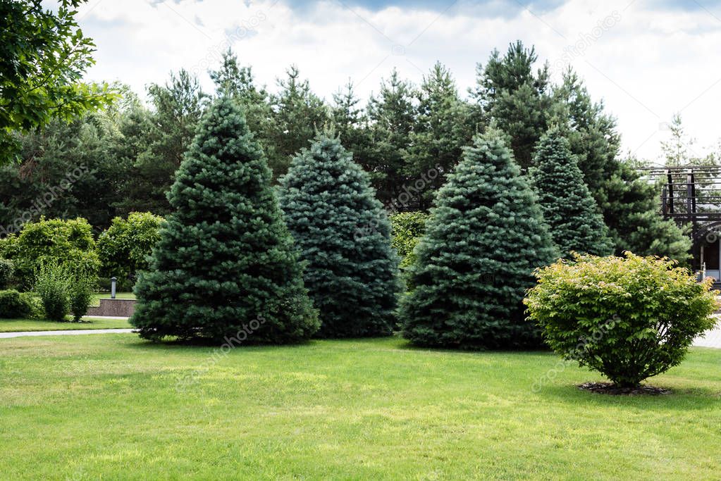 green fir trees near bushes on grass in park 