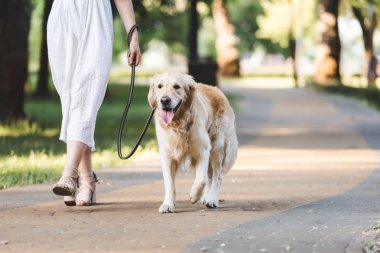 cropped view of girl in white dress walking with golden retriever on pathway clipart