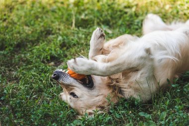 çayırda yatarken topla oynayan sevimli altın retriever 