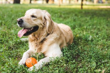 top ile çayır da yatan sevimli altın retriever seçici odak