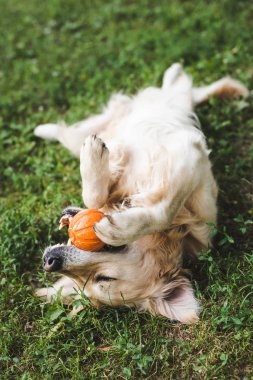 çayırda yatarken topla oynayan altın retriever 