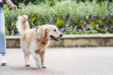 altın retriever ile parkta uyanma rahat giysiler içinde kız kırpılmış görünümü