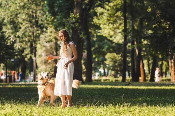 全长视图美丽的年轻女孩在白色礼服站在草地附近的金色猎犬 — 图库照片