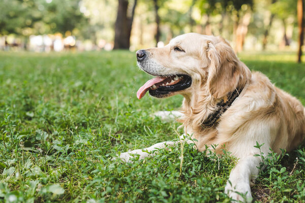 selective focus of cute golden retriever lying on meadow 