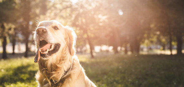 panoramic shot of golden retriever sitting on meadow in sunlight