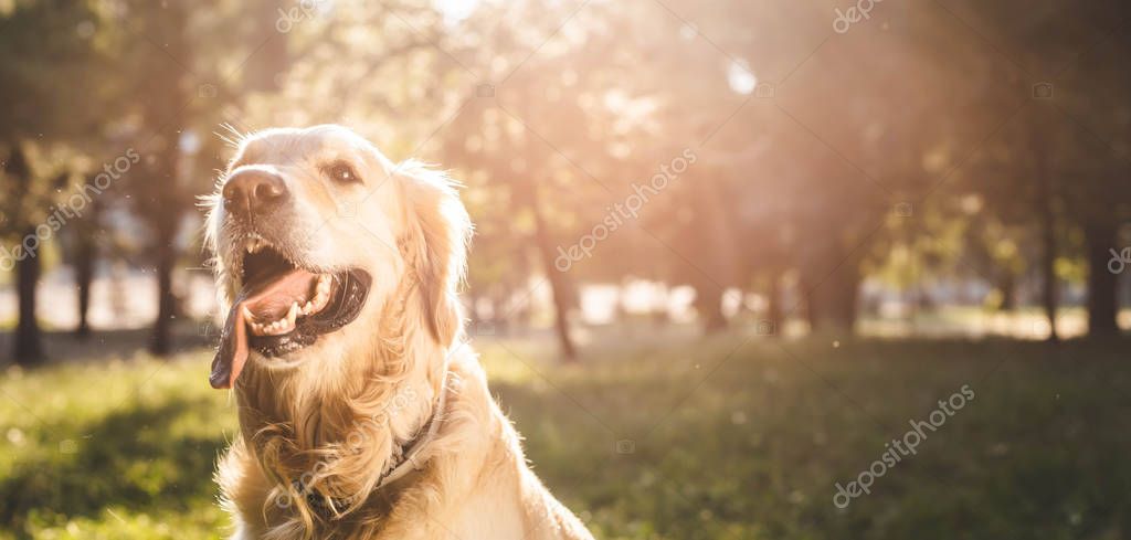 perro #hashtag
