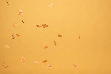 sarı üzerine izole düşen altın akçaağaç yaprakları