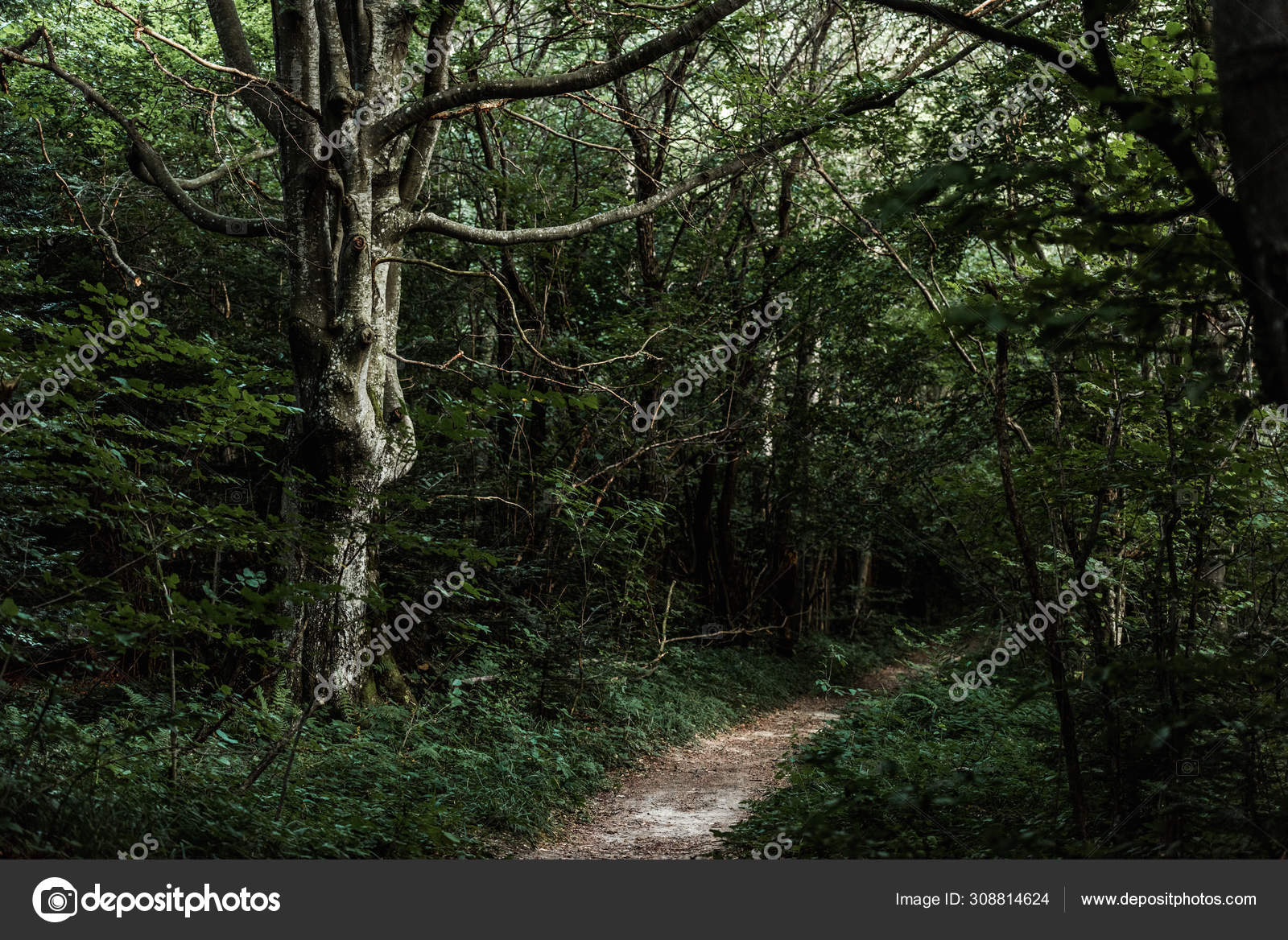 Sunshine Path Green Trees Dark Woods — Stock Photo © HayDmitriy 308814624