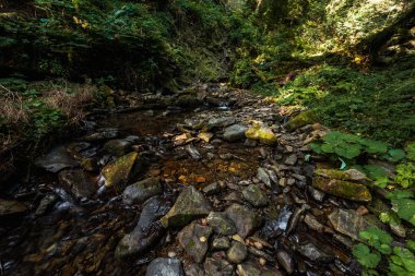 ormanda ıslak taşlar yakınında yeşil bitkiler üzerinde güneş ışığı 
