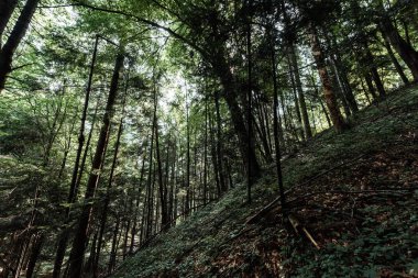 ormanda yeşil yaprakları ile ağaçların düşük açı görünümü 